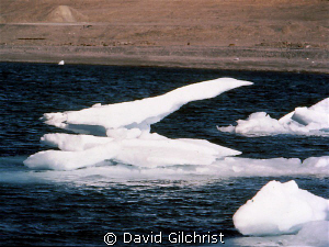 Cleared for Takeoff! Drifting ice takes on the appearance... by David Gilchrist 